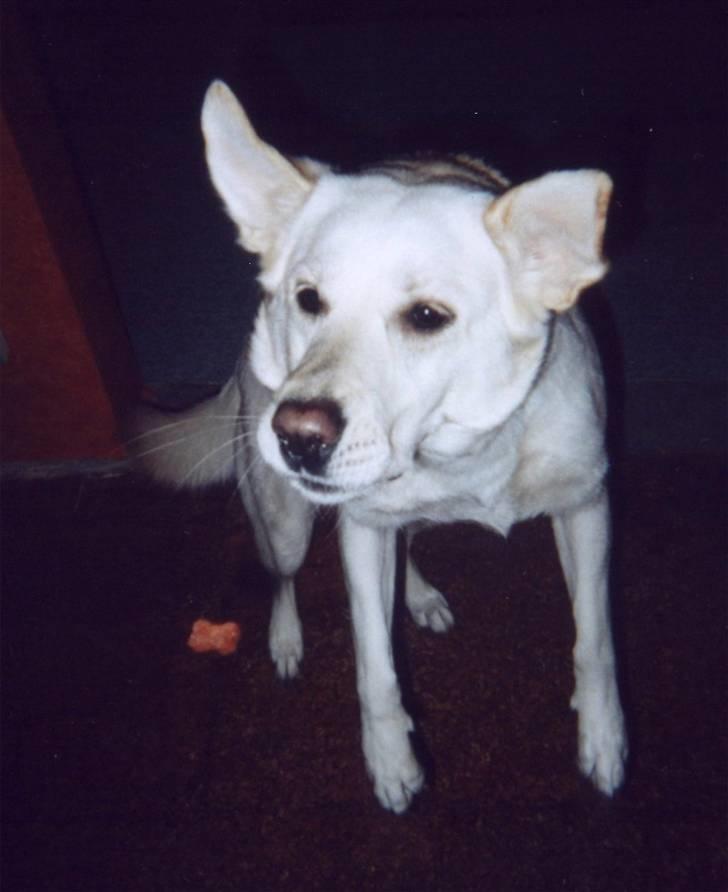 Blanding af racer Rockie billede 6