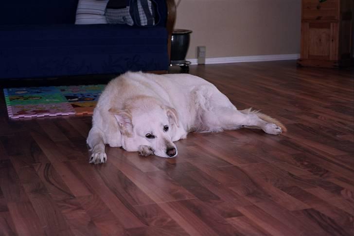 Blanding af racer Rockie billede 7