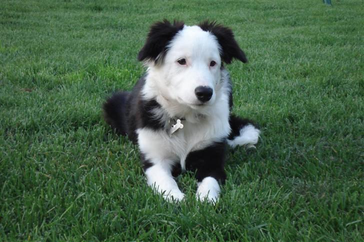 Border collie Effie billede 1