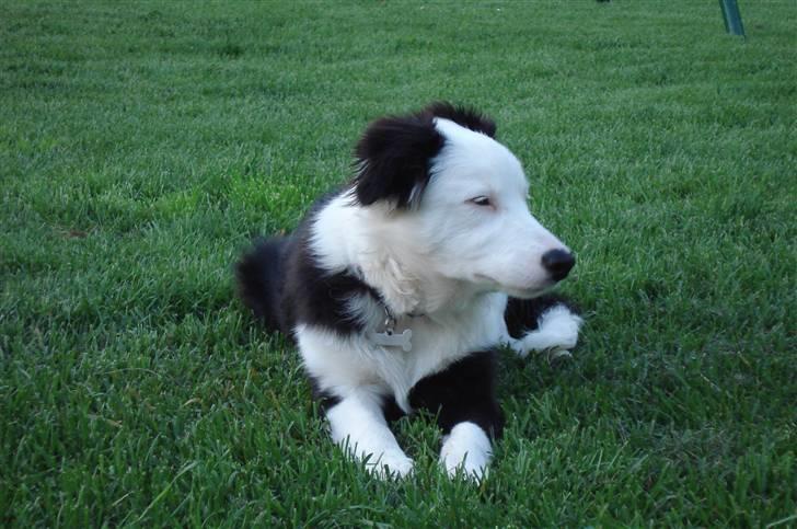 Border collie Effie billede 2