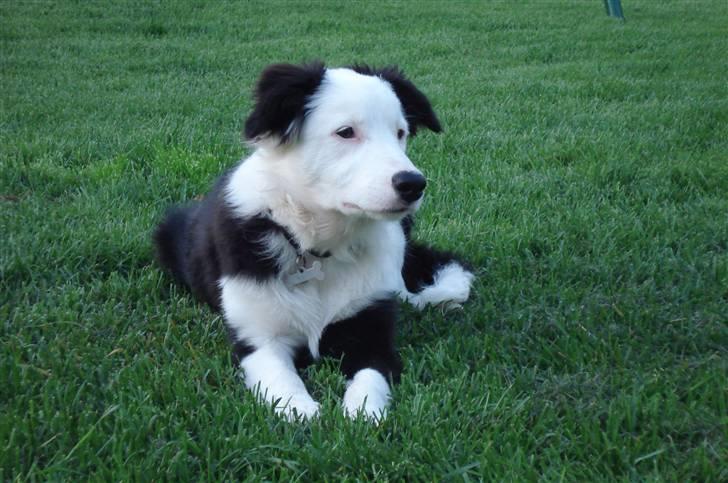 Border collie Effie billede 3