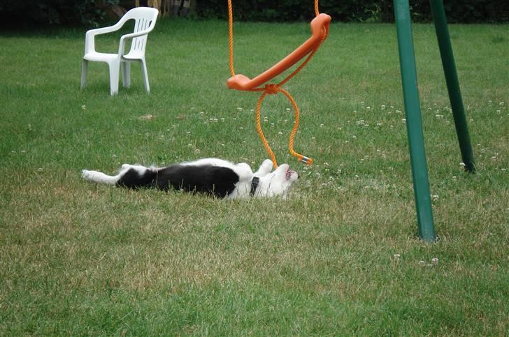 Border collie Effie billede 4