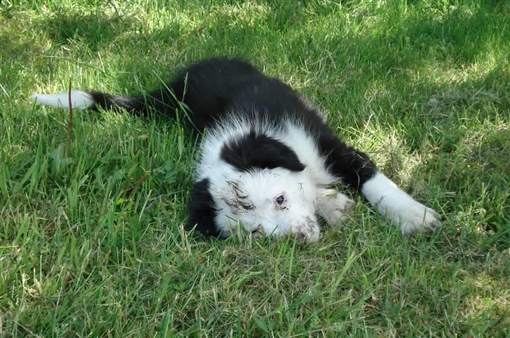 Border collie Effie billede 5