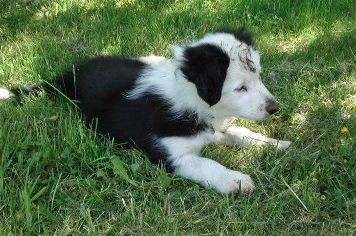 Border collie Effie billede 6