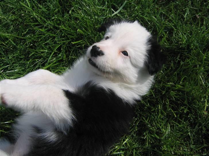 Border collie Effie billede 7