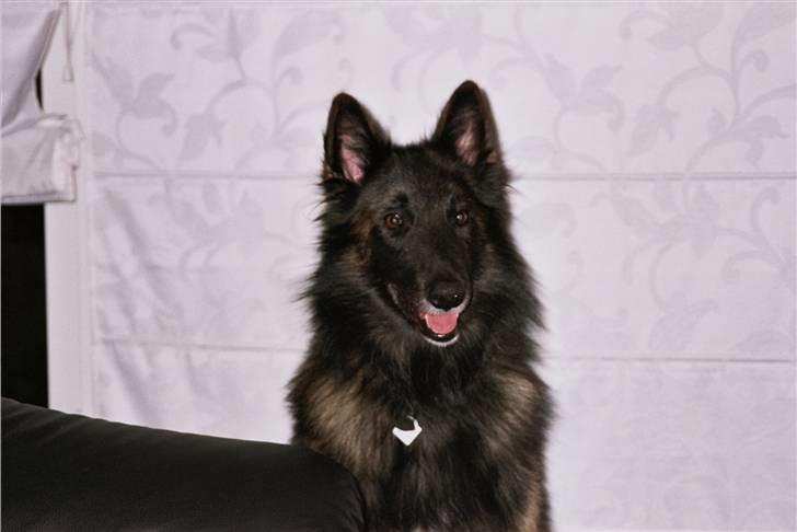 Tervueren Lukas billede 1