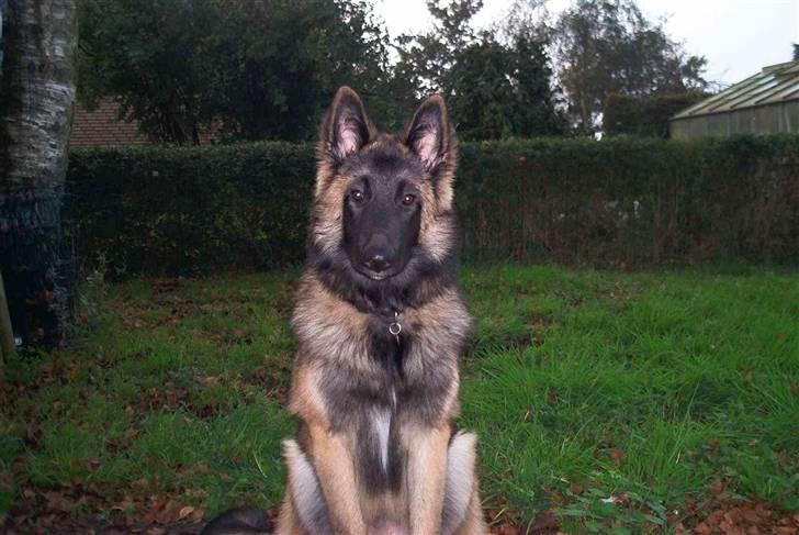 Tervueren Lukas billede 2