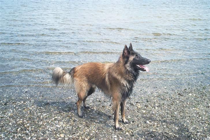 Tervueren Lukas billede 3