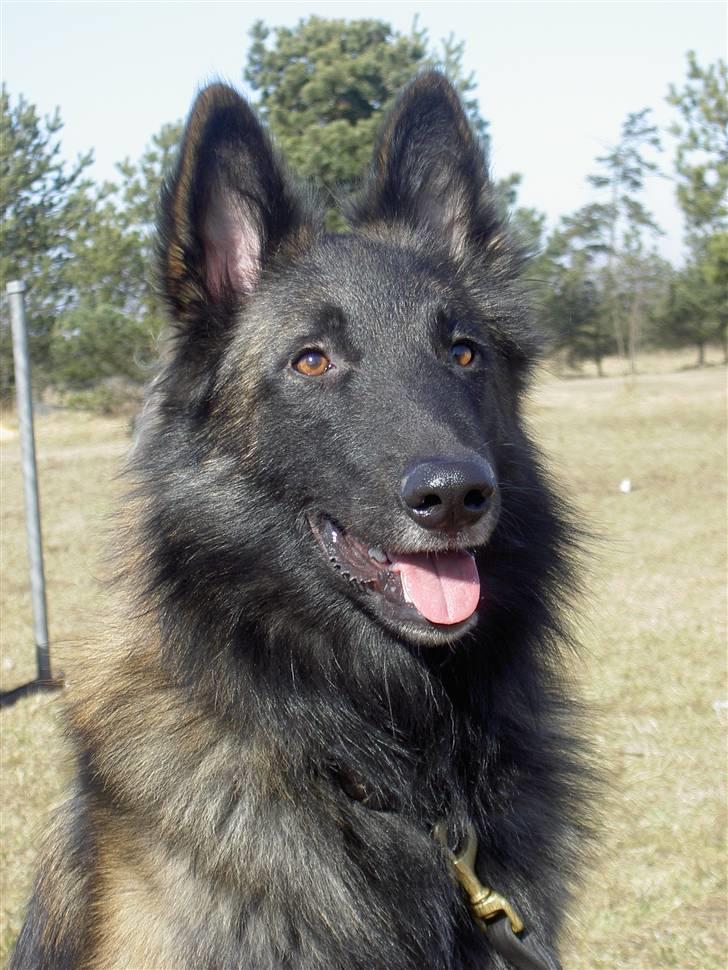 Tervueren Lukas billede 7