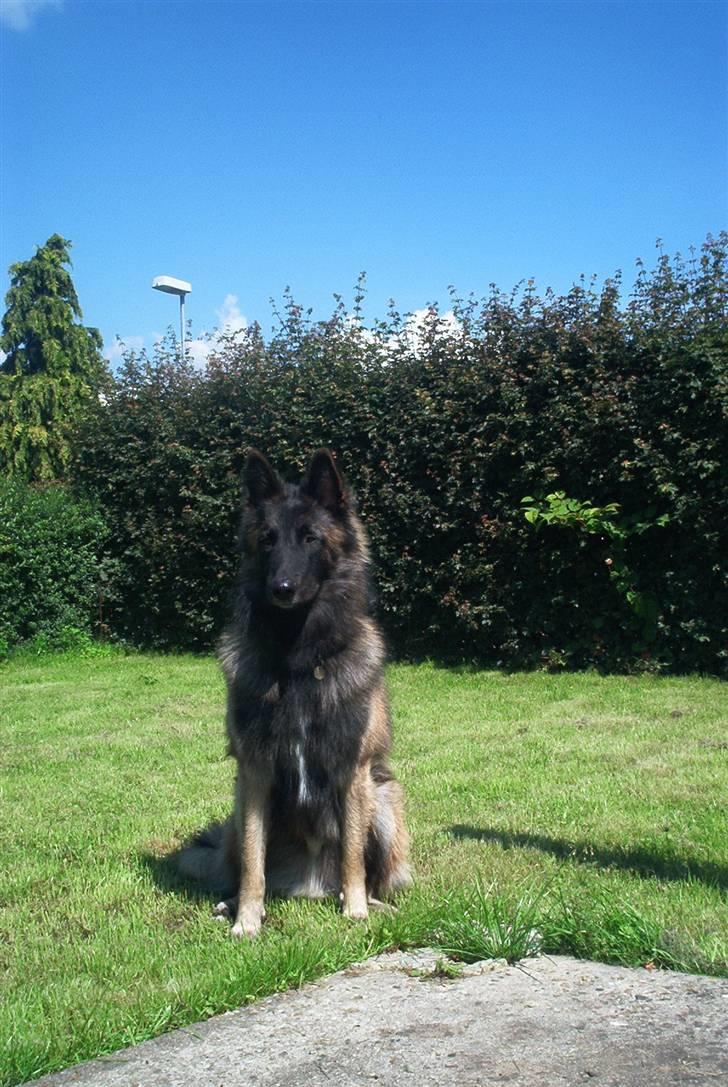 Tervueren Lukas billede 8