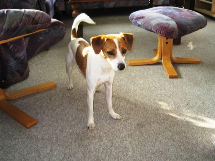 Jack russell terrier Tess - 17. Marts 2009 billede 17