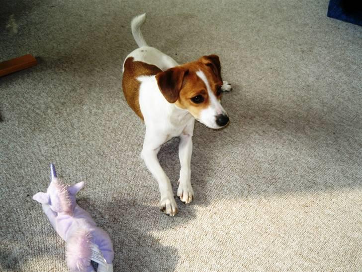 Jack russell terrier Tess - 18. Marts 2009 billede 18