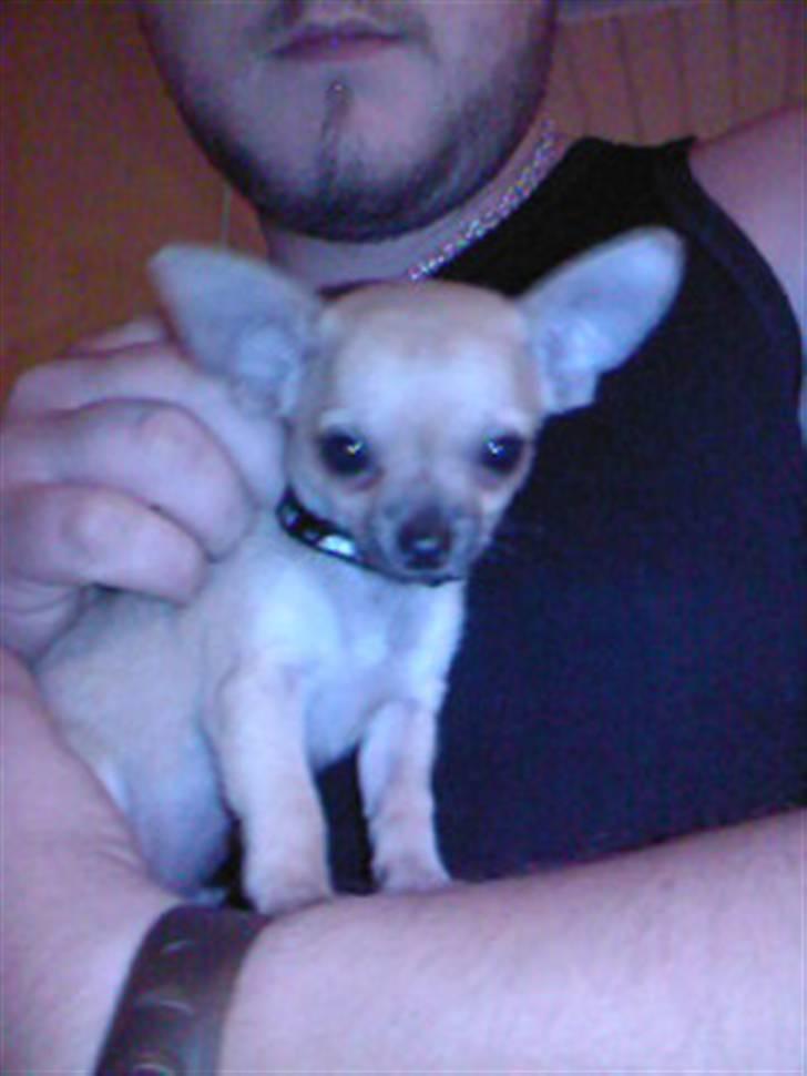 Chihuahua Rockey - Rockey og min kæreste. :) billede 6