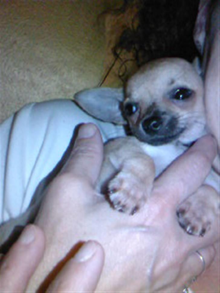 Chihuahua Rockey - Rockey og min mor. billede 7