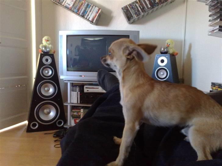 Chihuahua Rockey - Hvem kommer NU?!! :> billede 8