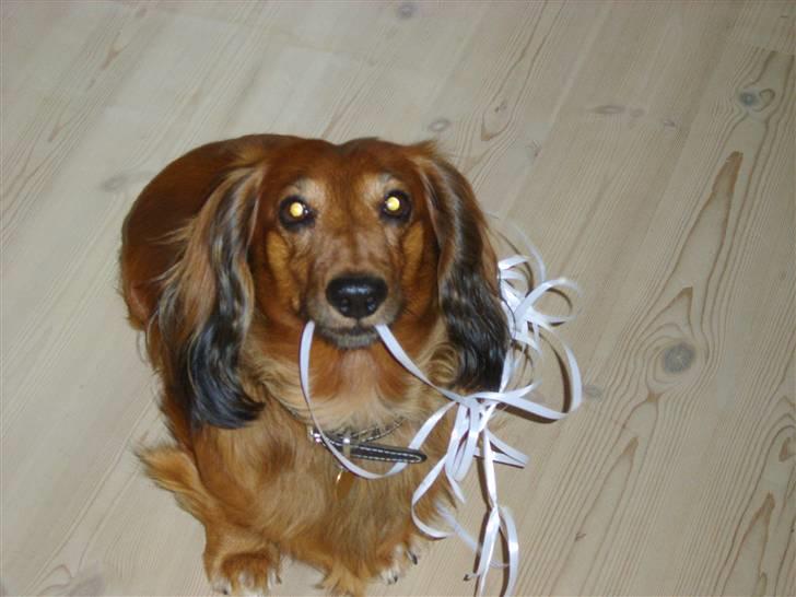 Gravhund mikkel <3 - mikkel muzen juleaften. den var VIILD med gaverne :D billede 1