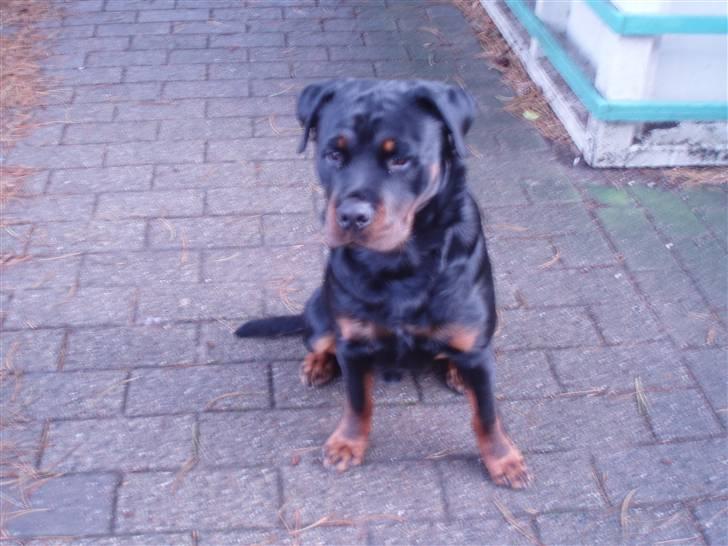 Rottweiler balto - det ser spændene ud derover... billede 8
