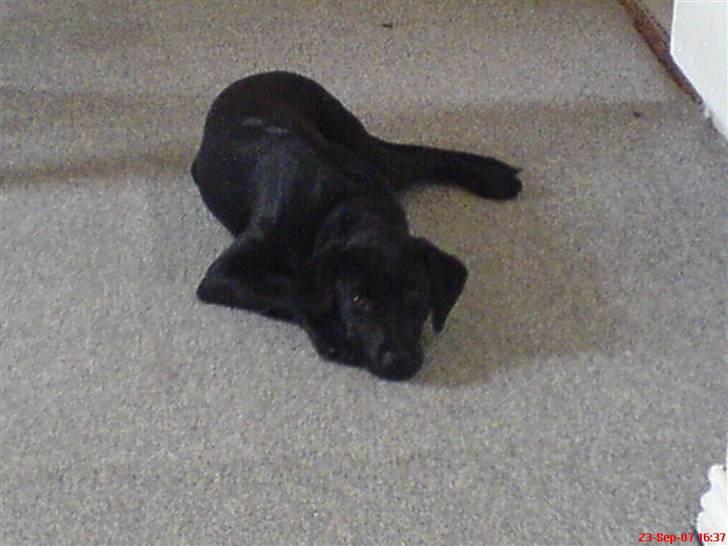 Labrador retriever Kinky - Kinky ca ½år... billede 12