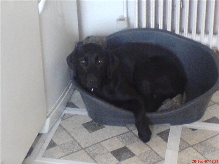 Labrador retriever Kinky - Kinky ca ½år... billede 13