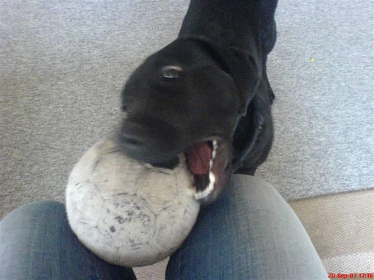 Labrador retriever Kinky - Kinky ca½år... Vil du ikk godt lege lidt med mig ? billede 14