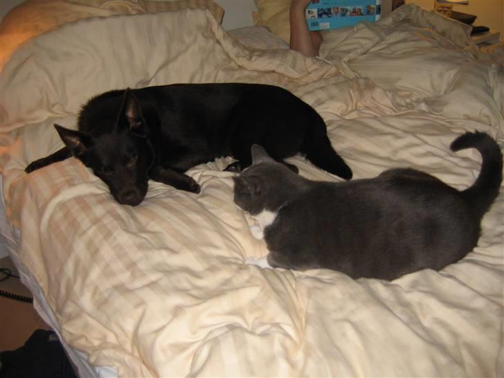 Australsk kelpie Felix billede 2