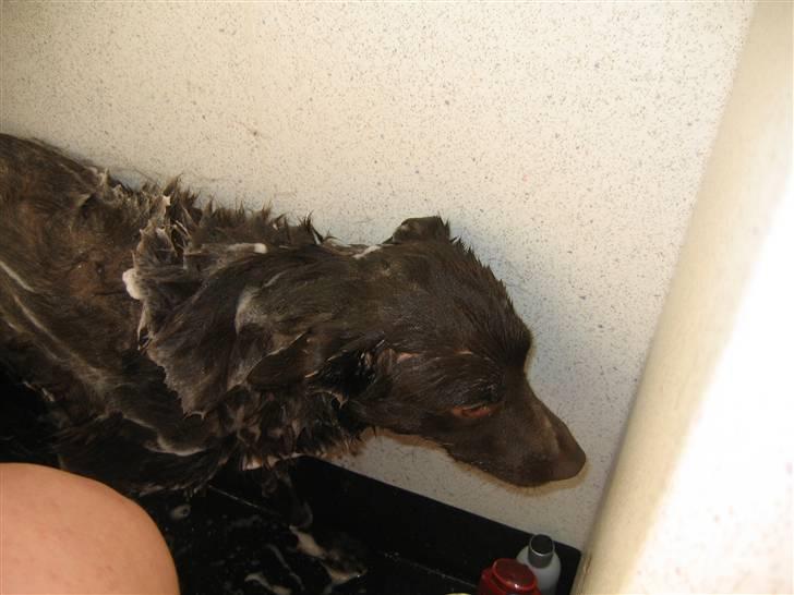 Australsk kelpie Felix billede 3