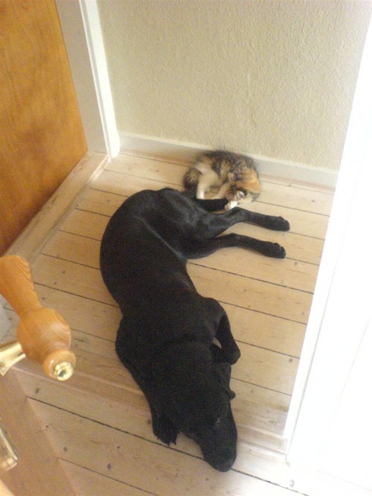 Labrador retriever Kinky - Kinky ca. 16½mdr... Det er dejlig at sove med andre billede 15