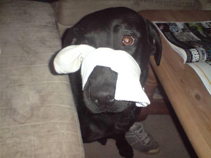 Labrador retriever Kinky - Kinky ca 14mdr... hallo, det der er mobning ;) billede 16