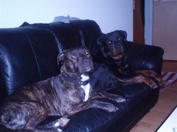 Rottweiler balto - mig og cammo min "bror" billede 9