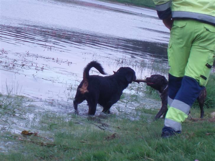 Rottweiler balto - så gi mig den pind!! billede 10