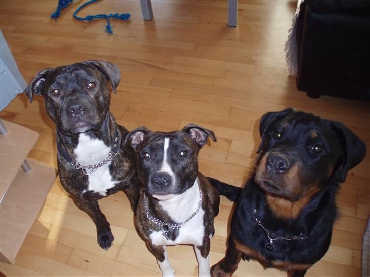 Rottweiler balto - det er så os alle.. puha mor og far har noget og se til billede 11