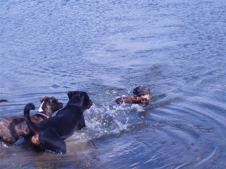 Rottweiler balto - hehe vi snyder lidt billede 12
