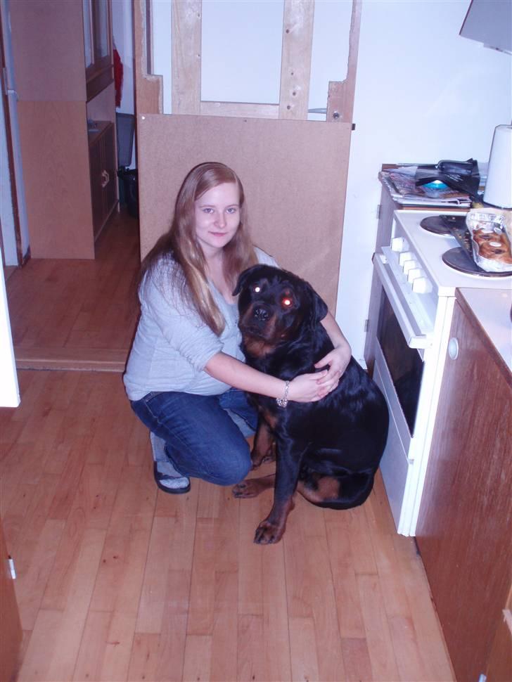Rottweiler balto - så sidder jeg lige med mor billede 13