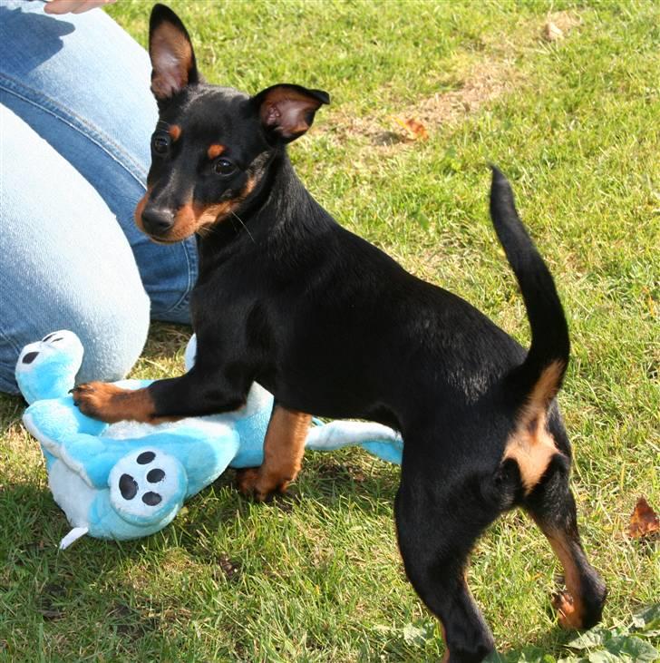 Dvaergpinscher Maxi - Snakker I til mig ?? billede 6