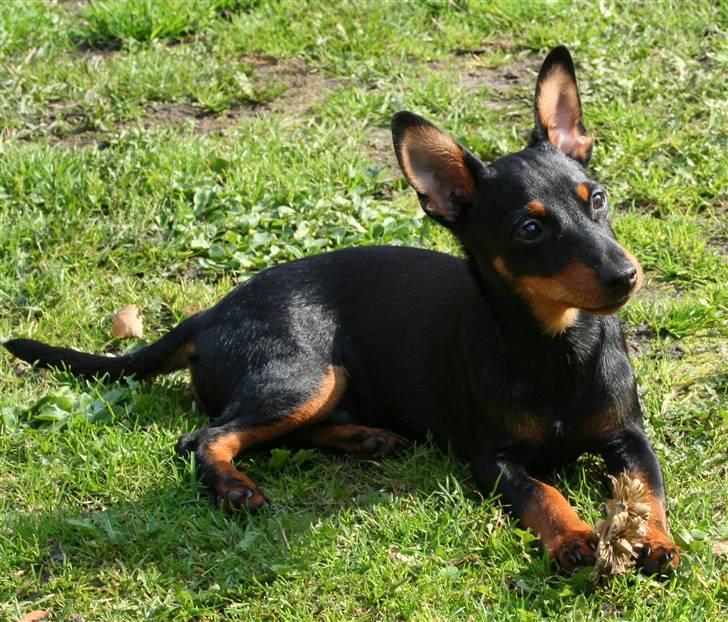 Dvaergpinscher Maxi - Heey billede 7