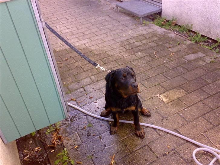 Rottweiler balto - ih det er altså meget sjovere når man selv må hoppe i søen.. billede 14