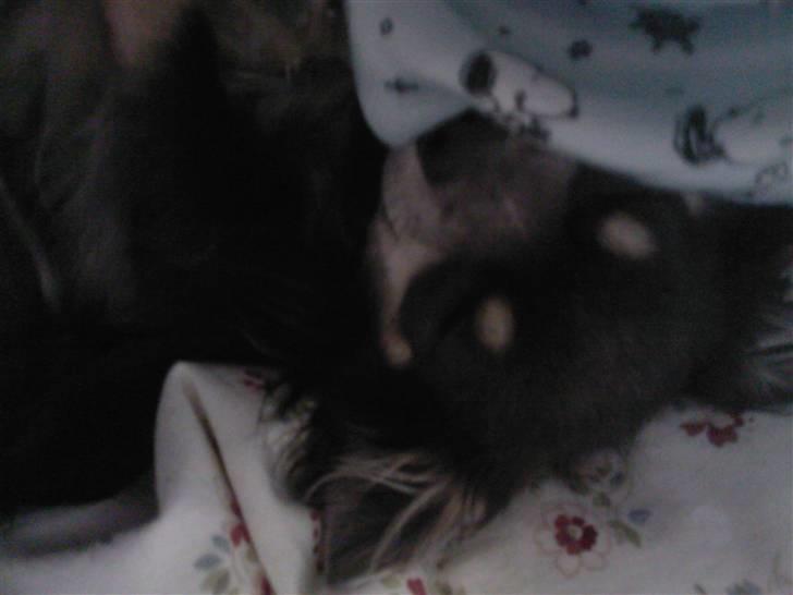 Chihuahua Casper billede 17