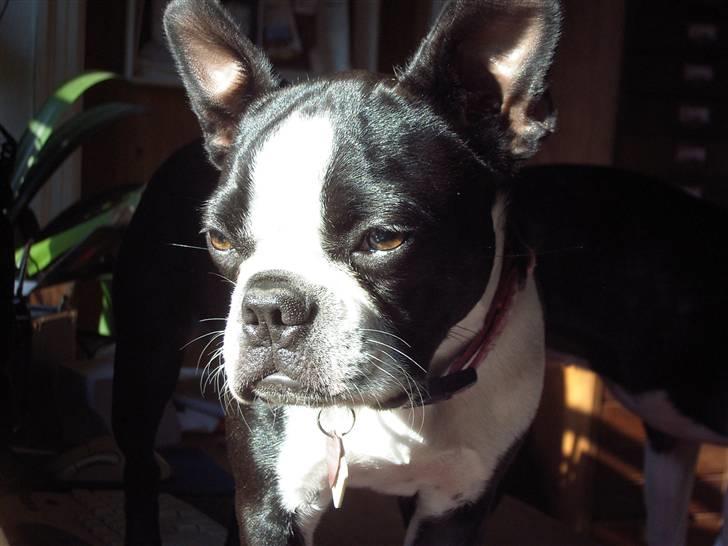 Boston terrier Asta billede 19
