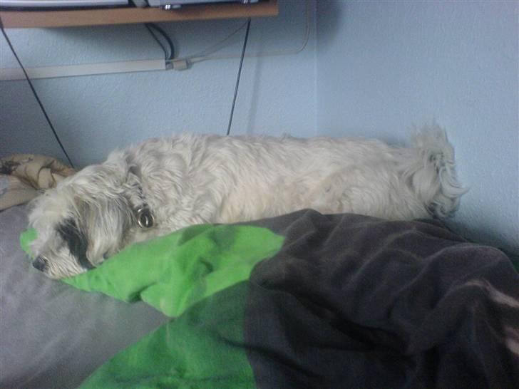 Tibetansk terrier Spock billede 19