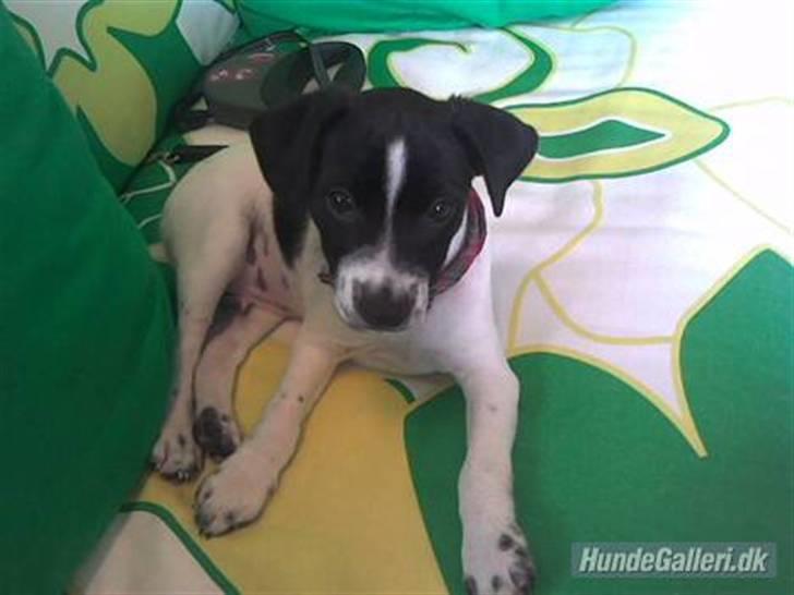 Dansk svensk gaardhund Aslan - Med *mor* i skole for første gang :) billede 11