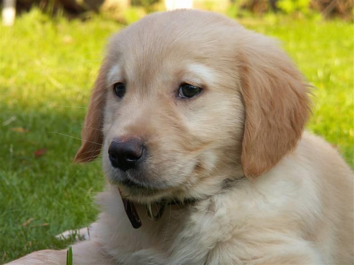 Golden retriever Fanny - Hov hvad er det ? Et kamera... billede 3