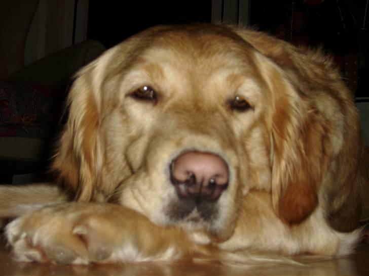 Golden retriever Fanny - Godnat min skat <33 billede 4