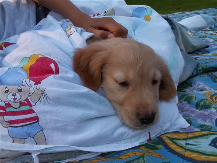 Golden retriever Fanny - En dyne er meget dejlig at sove i :D billede 5