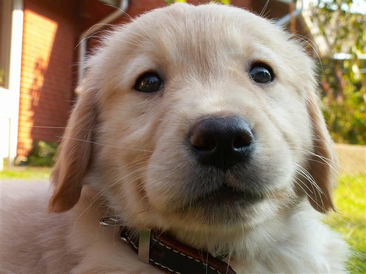 Golden retriever Fanny - Hvorfor tager i billeder af mig jeg er ikke klar :) billede 6