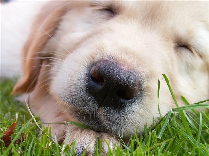 Golden retriever Fanny - Hun har en plads i mit hjerte for altid<3 billede 7