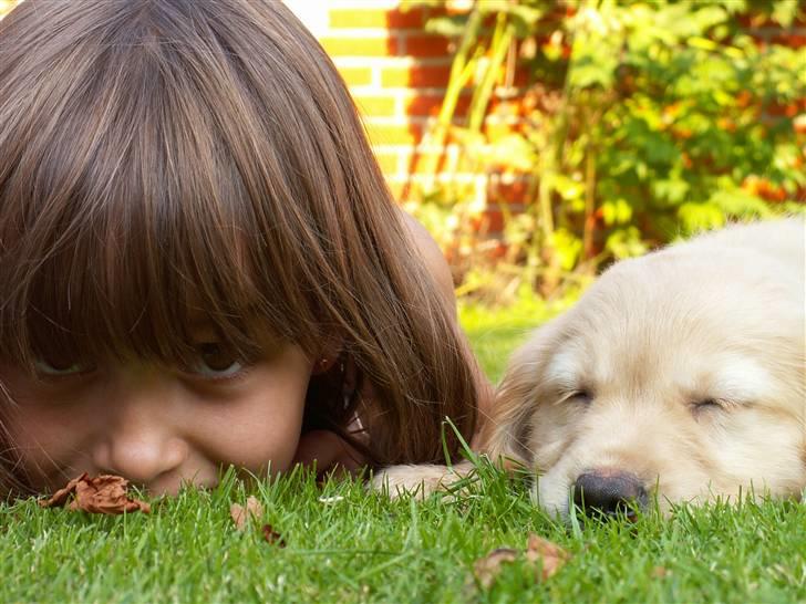 Golden retriever Fanny - Jaa vi ligger og tager en lur sammen, hvor sødt  billede 8