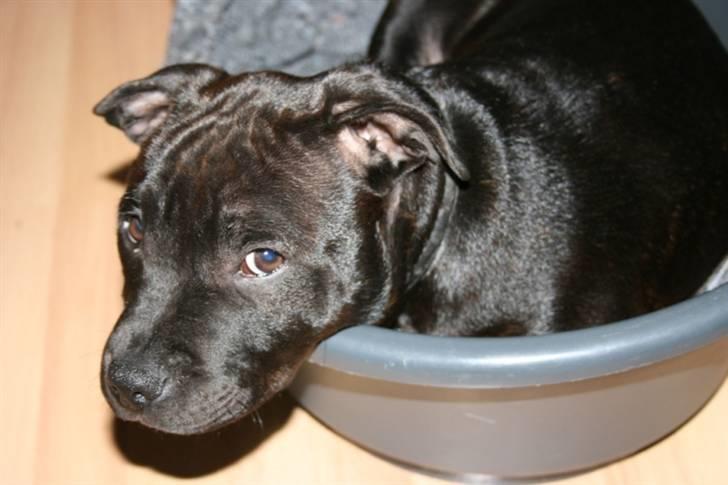 Staffordshire bull terrier Spike billede 5