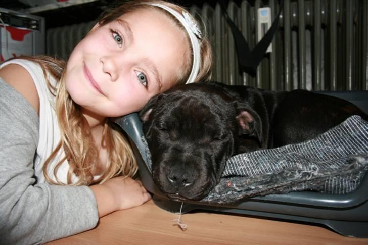 Staffordshire bull terrier Spike - Her er jeg så sammen med Julle billede 6