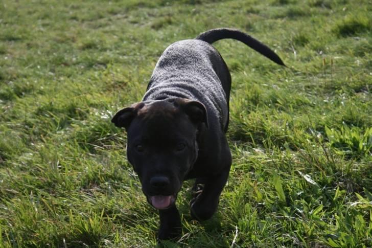 Staffordshire bull terrier Spike billede 7