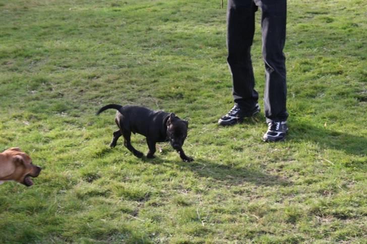 Staffordshire bull terrier Spike billede 8